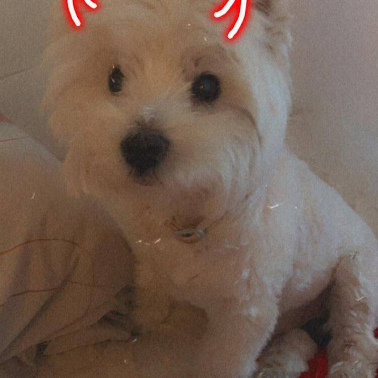 Foto de perfil de ainhoa
