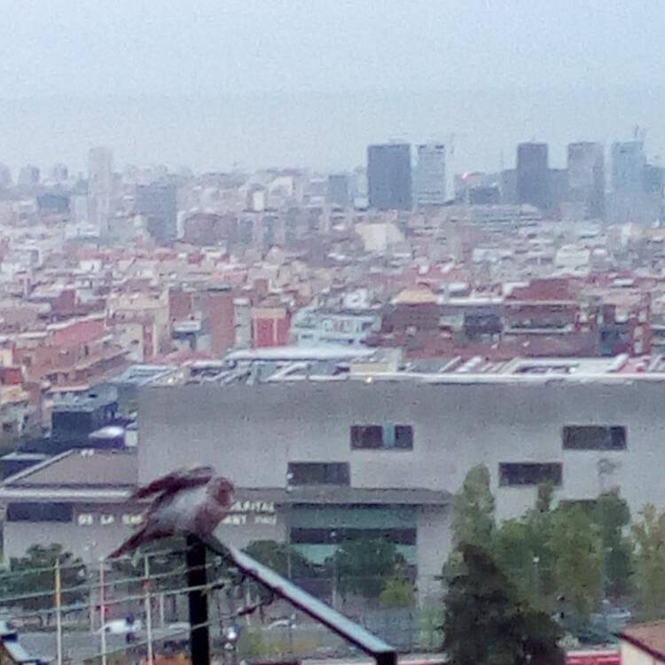 Foto de perfil de Roser