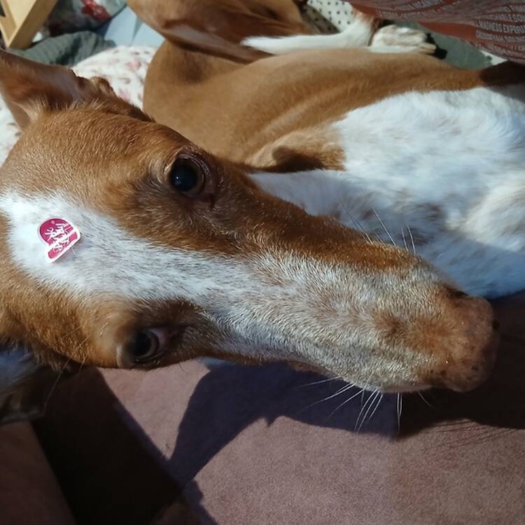 Foto de perfil de rocio