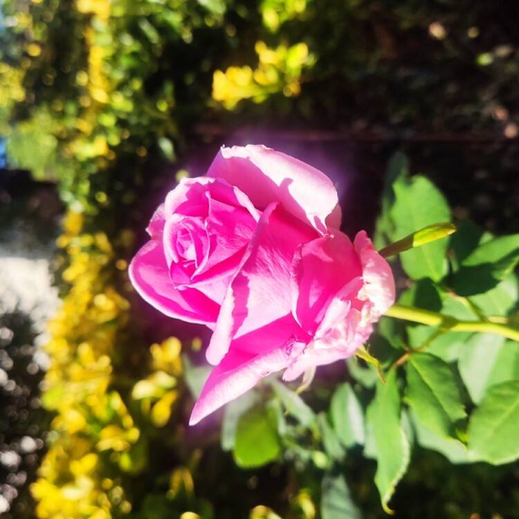Foto de perfil de Maria Jesus