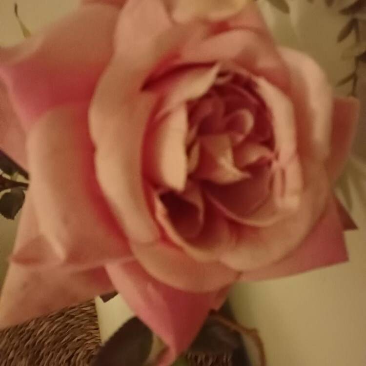 Foto de perfil de anna