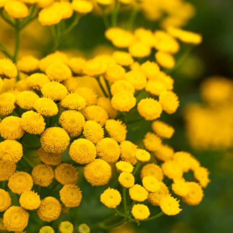 Foto de perfil de Lili