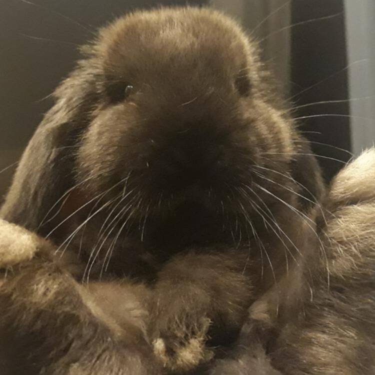 Foto de perfil de ISRA