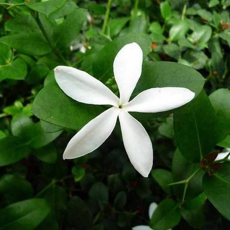 Foto de perfil de CLARA