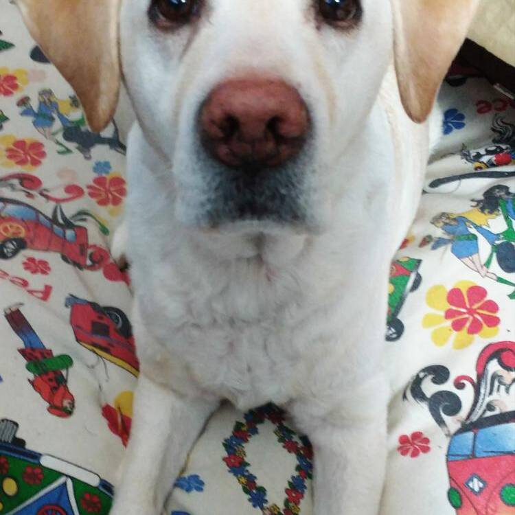 Foto de perfil de Josevi