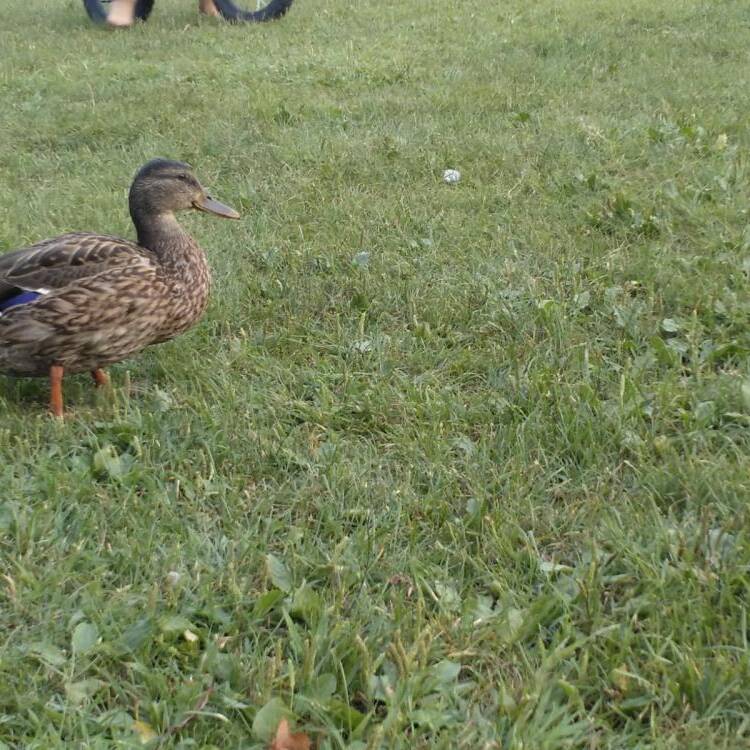 Foto de perfil de Ramon
