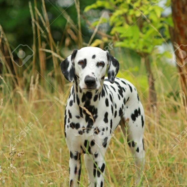 Foto de perfil de Leo