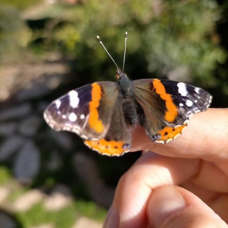 Foto de perfil de Ines Canellas