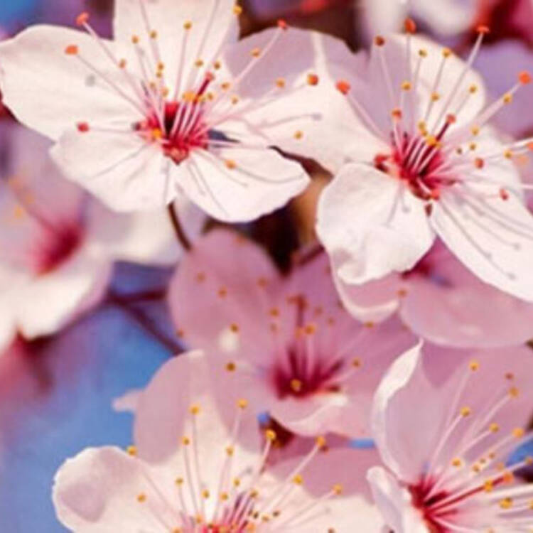 Foto de perfil de Flor de cerezo