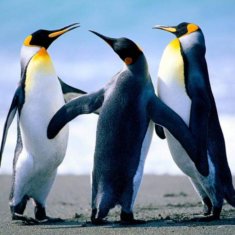 Foto de perfil de muza