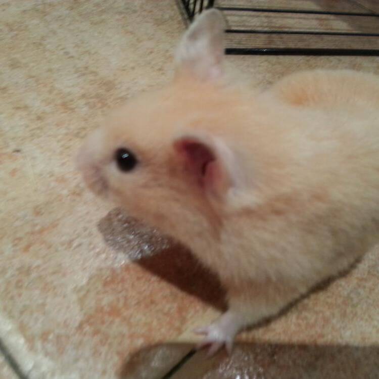 Foto de perfil de LaMont