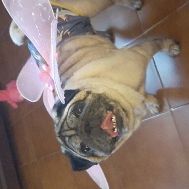 Foto de perfil