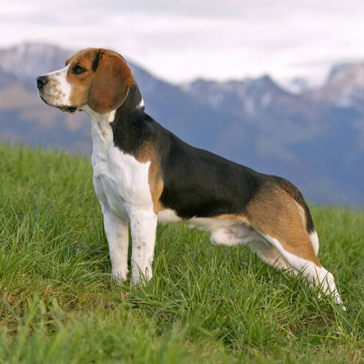 Foto de perfil de angel