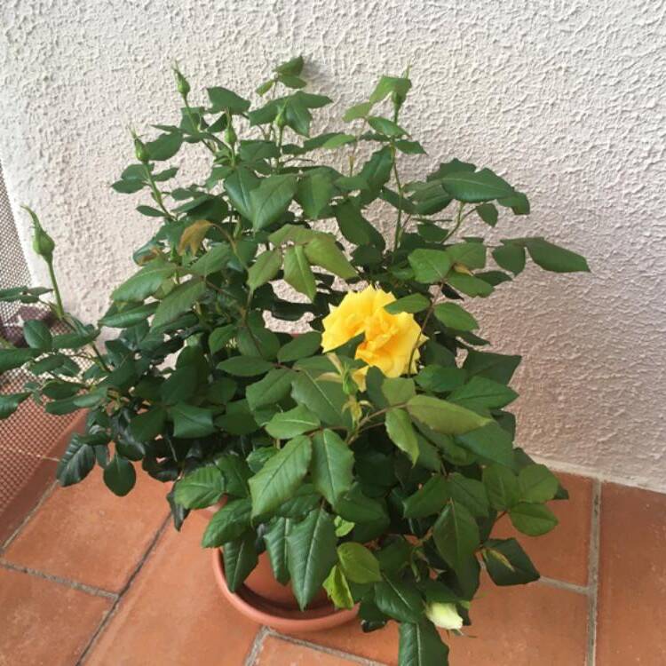 Foto de perfil de belen