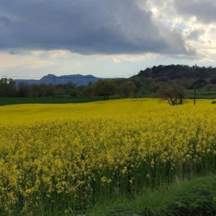 Foto de perfil de meritxell