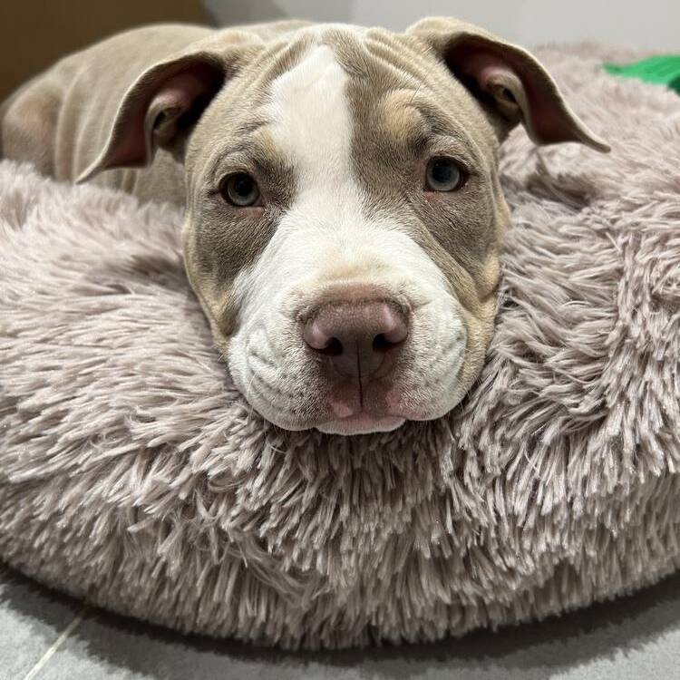 Foto de perfil de ingrid
